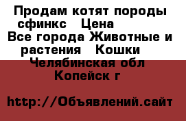 Продам котят породы сфинкс › Цена ­ 4 000 - Все города Животные и растения » Кошки   . Челябинская обл.,Копейск г.